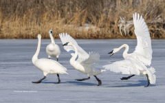 Tundra Swans on Miles River (Image 0889)