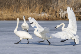 Tundra Swans on Miles River (Image 0889) Tundra Swans on Miles River (Image 0889)