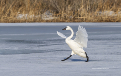 Tundra Swan on Miles River (Image 0896)