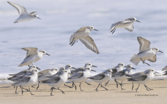 Sanderlings on beach  (0911)