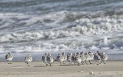 Sanderlings on beach (2846)