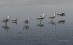 American Avocets (2847)