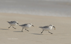 The Have and the Have Nots  (2984)