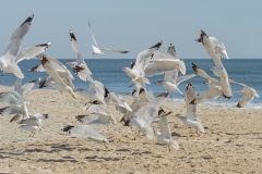 "To the Sea"  Ring-billed Gulls  (3187)