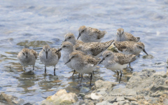 Sanderling Flock  (3366)