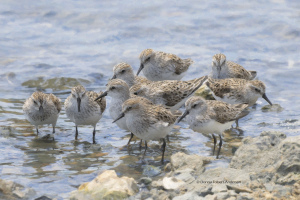 Sanderling Flock  (3366) Sanderling Flock  (3366)