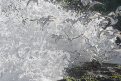Sanderlings in rogue wave  (4560)
