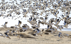 Snow Geese on Beach  (5305)