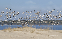 Snow Geese on Beach  (5447)