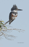 Belted Kingfisher  (6580)