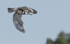 Belted Kingfisher  (6587)