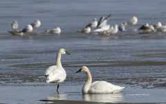 Pair of Tundra Swans resting on sandbar (image 7003)