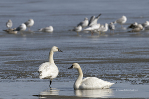 Pair of Tundra Swans resting on sandbar (image 7003)
