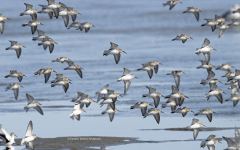 Shorebirds - Dunlins and Sanderlings (image 7377)