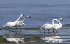 Tundra Swans (image 7436)