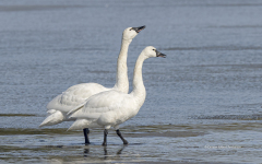 Pair of Tundra Swans (image 7460)