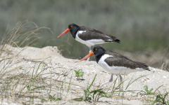 American Oystercatchers   (7711)