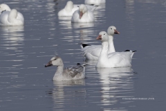 Snow Geese (7727)