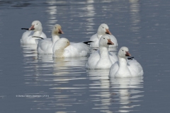 Snow Geese  (7731)