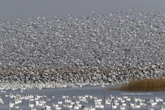 Flock of Snow Geese   (7857)