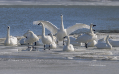Tundra Swans on Miles River (Image 9133)