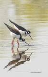 Black-necked Stilts  (9439)