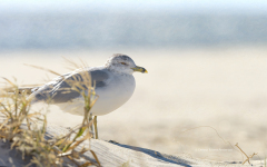 Ring-billed Gull on Dune  (image 9544)