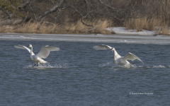Tundra Swans water landing on Miles River (Image 9652)