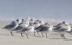 Sanderlings resting on beach  (9887)