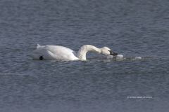 Tundra Swan on Miles River (Image 9946)