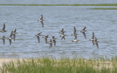 Shorebirds  (9960)
