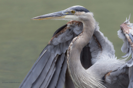 Great Bue Heron (image 2356)
