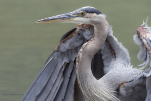 Great Bue Heron (image 2356)