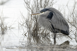 "Winter Blue"  (5391)