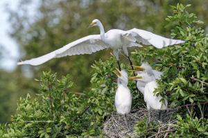 Great Egret and 3 chicks  (6979)