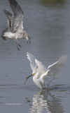 Snowy Egret with shrimp  (image 1528)