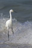 See the Surf  (image 1922)