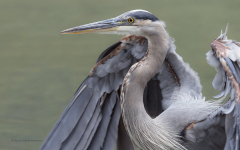 Great Bue Heron (image 2356)