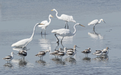 American Avocets and Great Egrets  (image 2806)