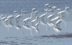 Great Egrets and Snowy Egrets  (image 3139)