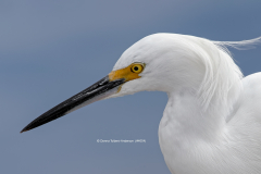 Snowy Egret portrait  (image 4054)