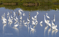 Great and Snowy Egrets  (4572)