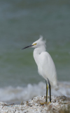 Snowy Egret on the beach  (image 5327)