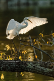 "An Evening Roost" Great Egret (image 5637)