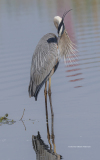 Great Blue Heron preening (image 6693)