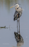 A series of Great Blue Heron preening shots ( image 6703)
