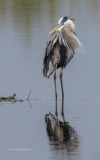 A series of Great Blue Heron preening shots (image 6719)