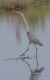 Great Blue Heron Mad (image 6790)