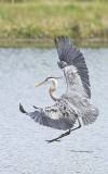 Great Blue Heron in flight (image 6836)