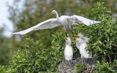 Great Egret and three chicks  (image 6979)
